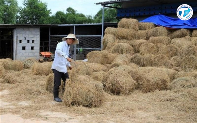 Thu gom rơm rạ và phụ phẩm nông nghiệp để làm nguyên liệu sinh khối.